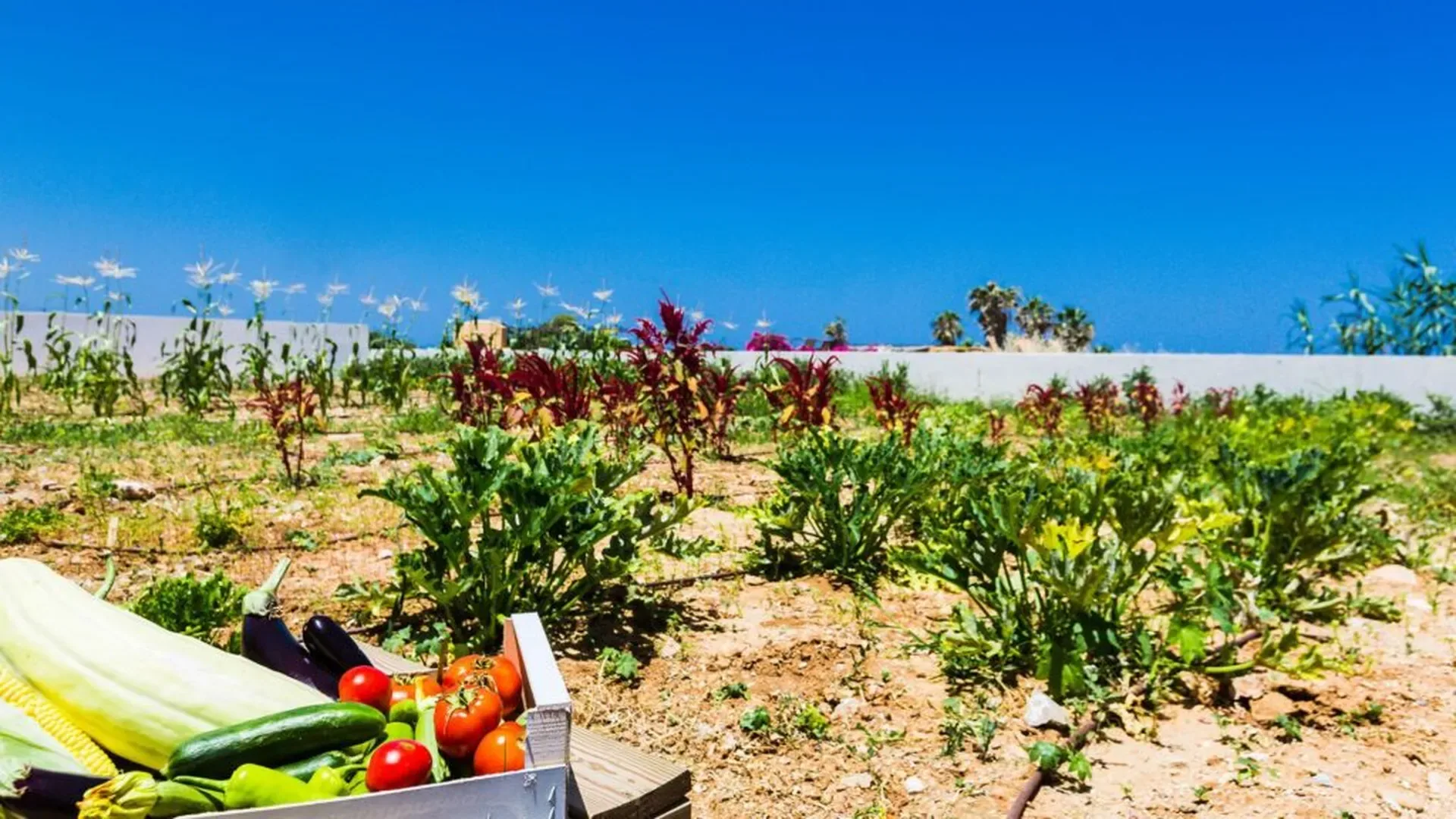 The Organic Farm